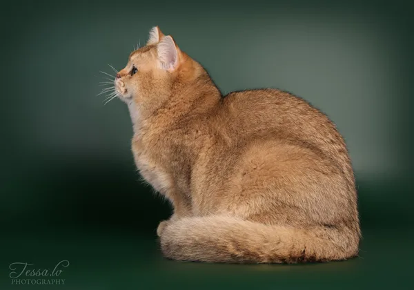 7 mēneši