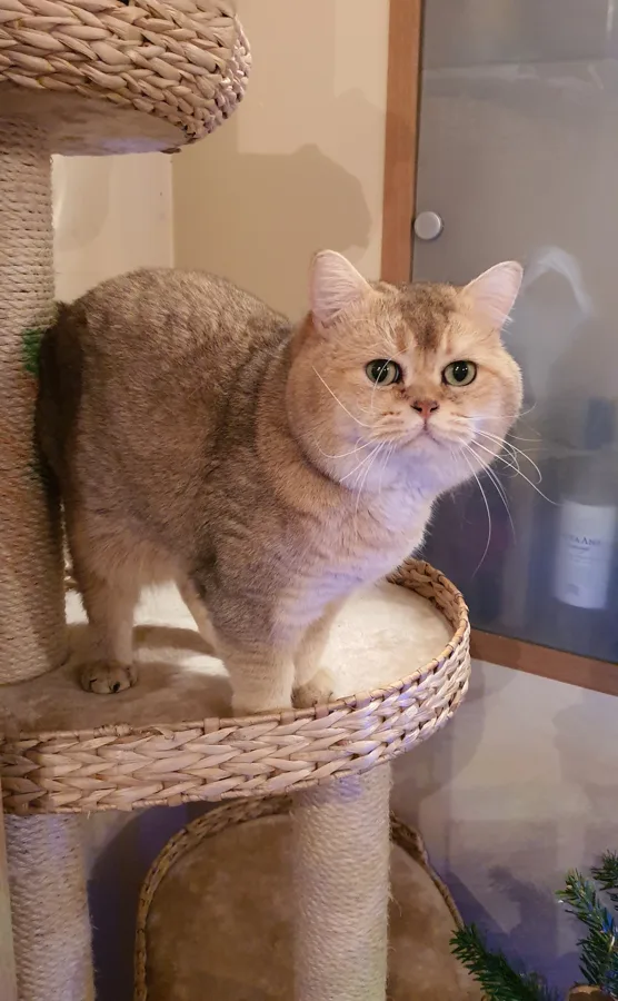 4 years old