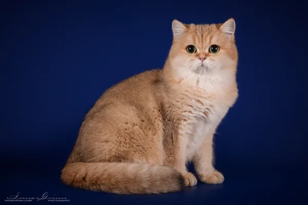 9 mēneši
