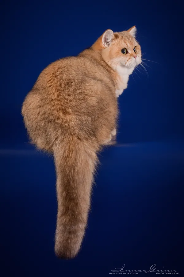 9 mēneši