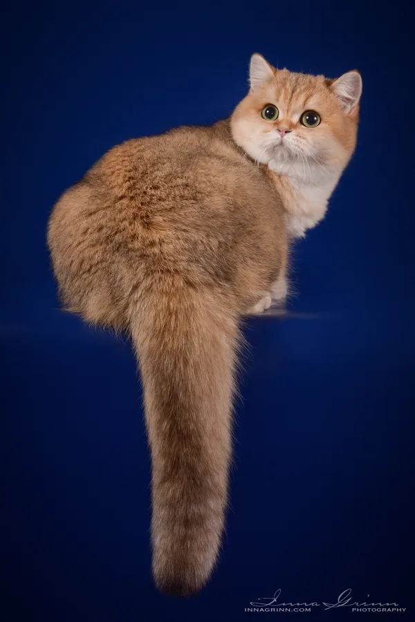 9 mēneši