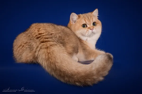 9 mēneši