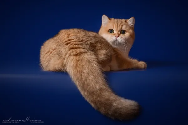 9 mēneši