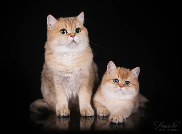 Kaprio with mom Tina Zolotoi Zamok